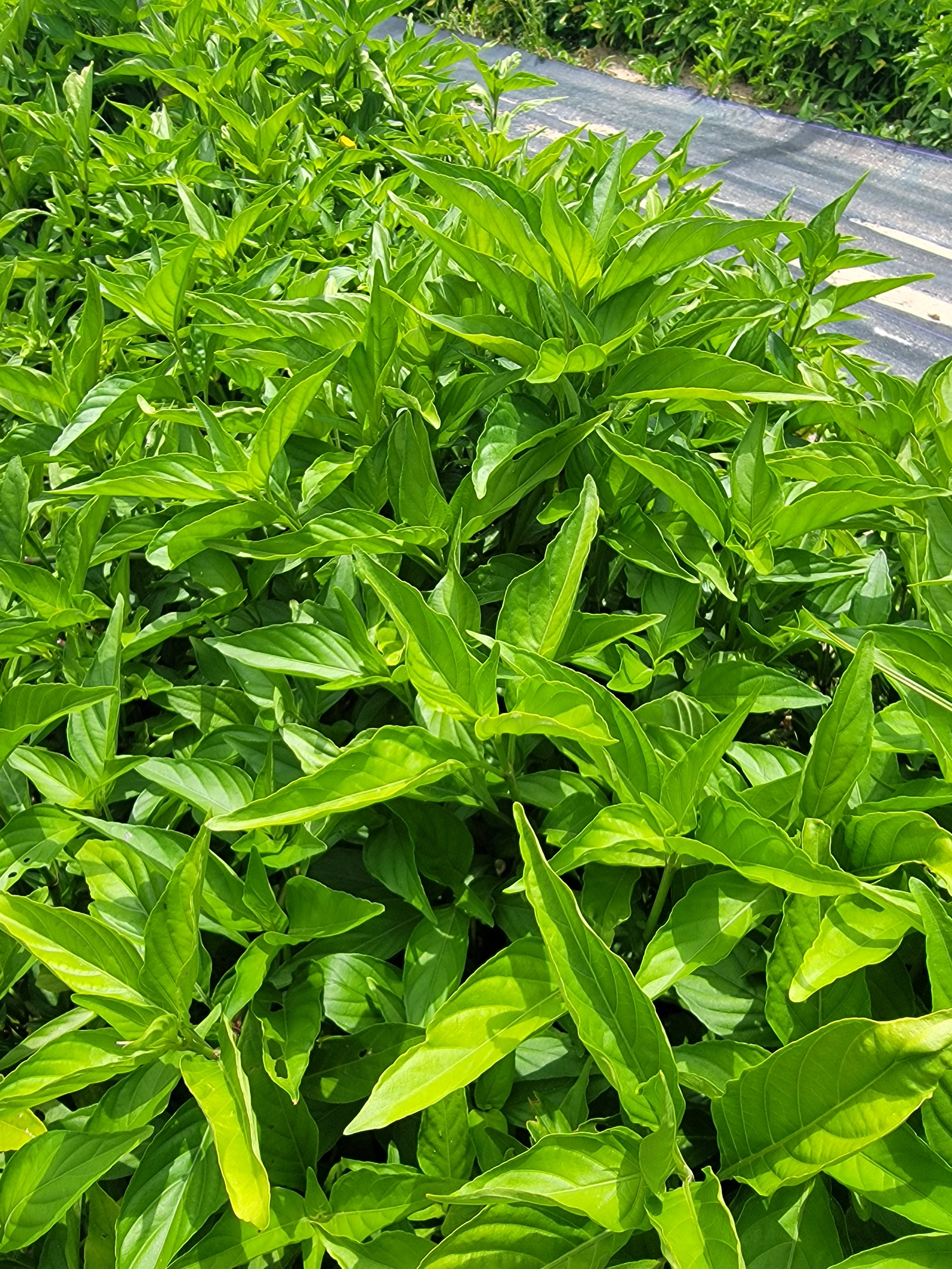 Organic Insulina Leaf Tea