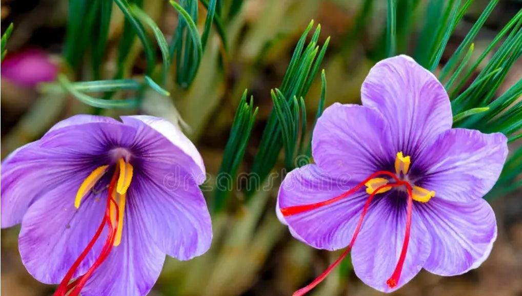 Organic Kashmir Saffron - Valhalla Farms West Florida LLC