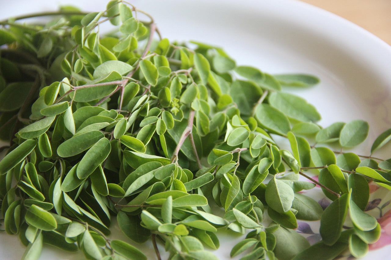 Organic Moringa Leaf Tea