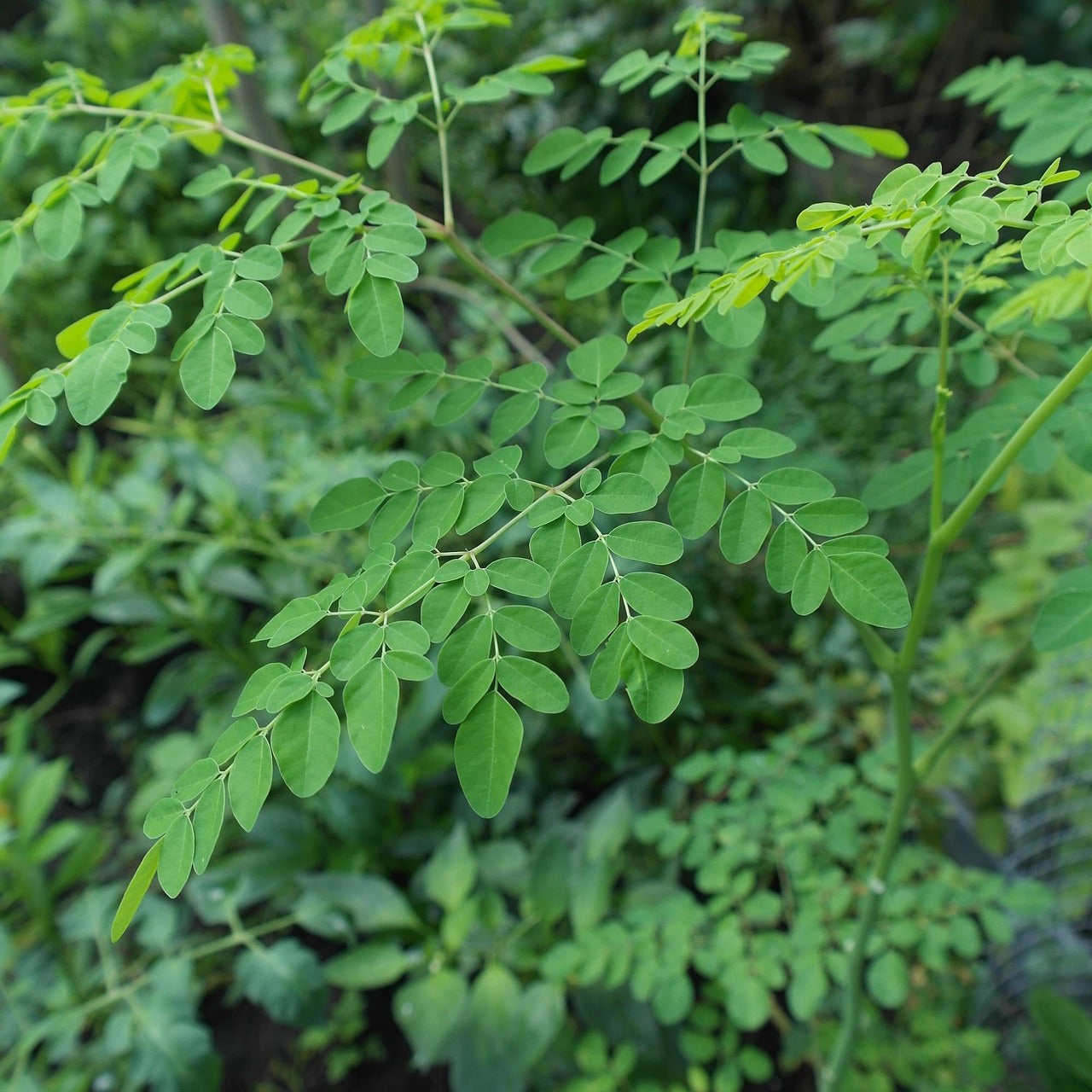 Organic Miraculous Leaf Tea