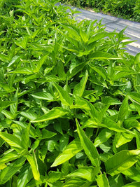 Organic Insulina Leaf Tea