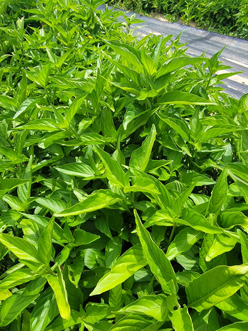 Organic Insulina Leaf Tea