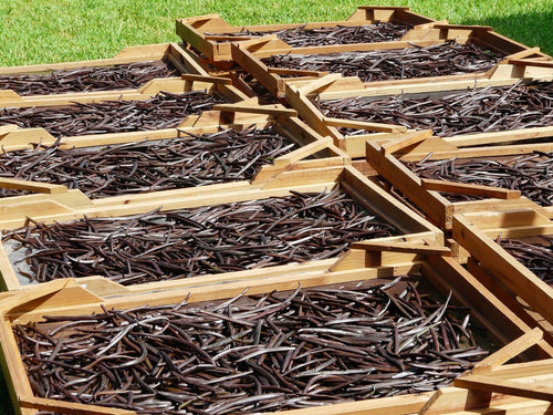 Gourmet Madagascar Vanilla Beans - Valhalla Farms West Florida LLC 