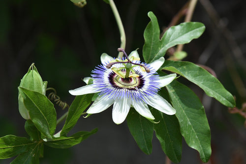 Organic Passion Fruit Leaf Tea